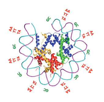 מקטע די-אן-אי מתלפף סביב מבנה חלבוני ויוצר נוקליאוזום. הרצפים מסביב למבנה מציינים את מיקום "מילת הצופן" שמסייעת לקיפול הדי-אן-אי